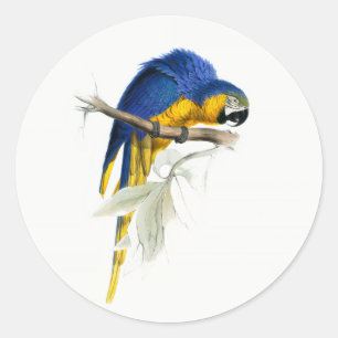 Adesivo Redondo "Vintagem da Macaw Azul e Amarela