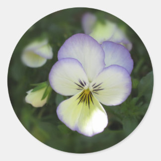 Adesivo Redondo Viola Pansy ~ Lavanda Cream