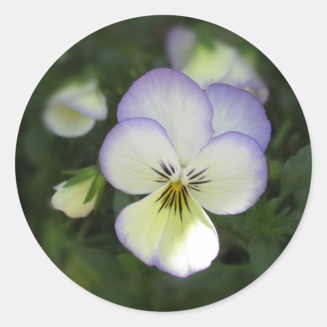 Adesivo Redondo Viola Pansy ~ Lavanda Cream (Frente)