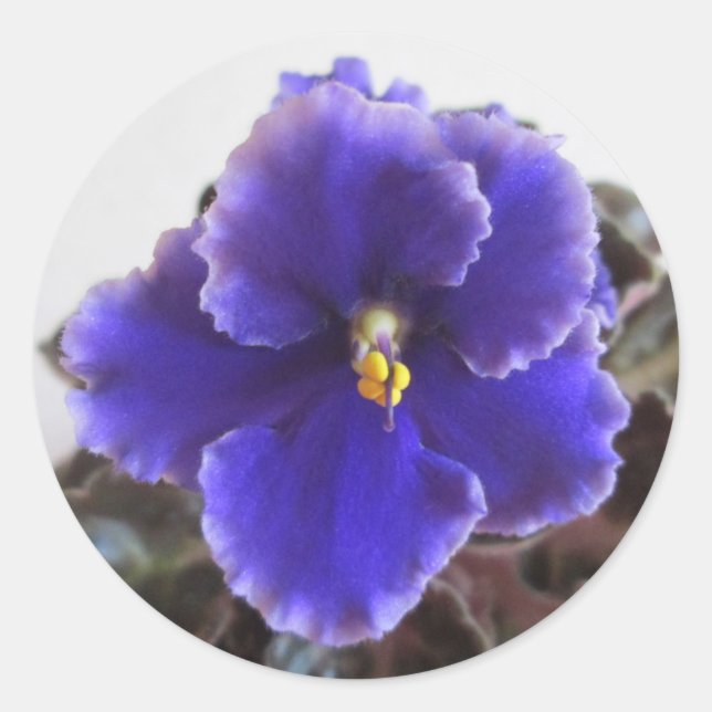 Adesivo Redondo Violet Blooming Africano (Frente)
