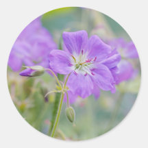 Violet Geranium Wildflower Dreamy Photo