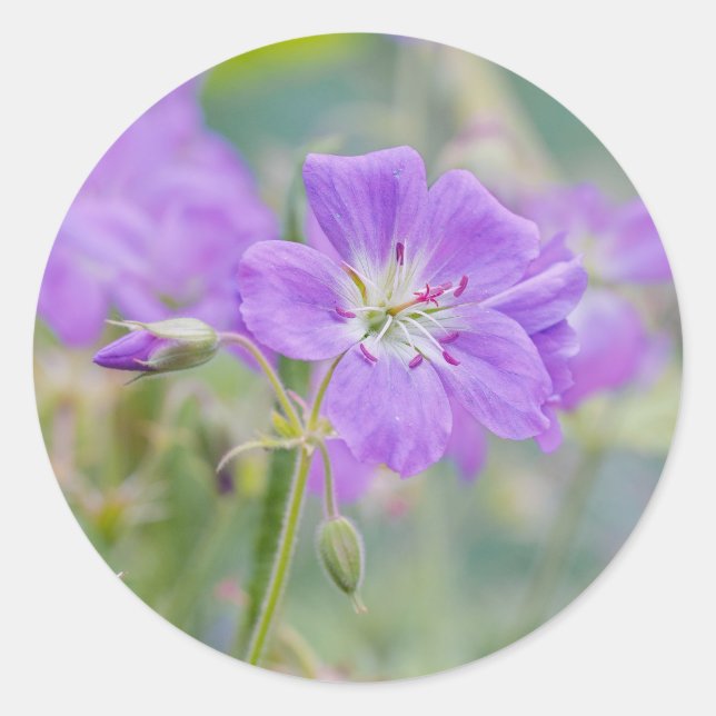 Adesivo Redondo Violet Geranium Wildflower Dreamy Photo (Frente)