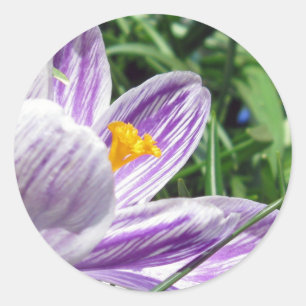 Adesivo Redondo Violet Saltas Crocus