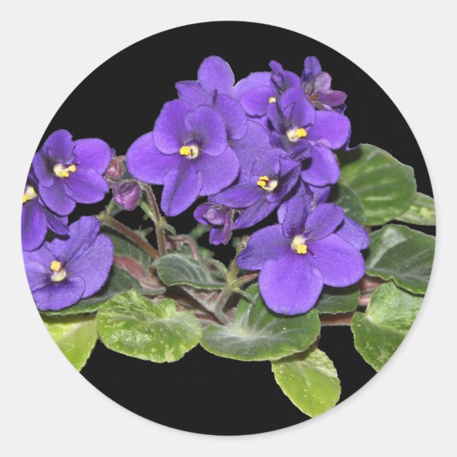 Adesivo Redondo Violeta africana (Frente)