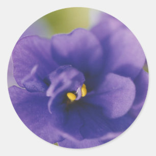 Adesivo Redondo Violeta Africana Saintpaulia