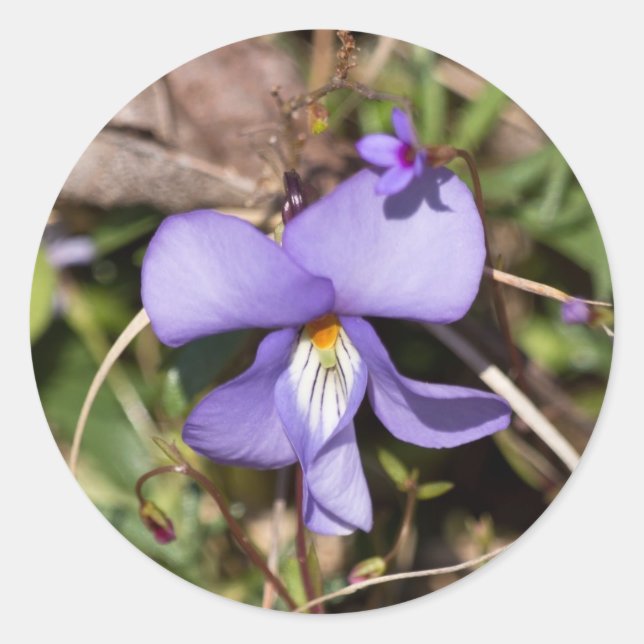 Adesivo Redondo Violeta Pata de Pássaro c/ Azulejos (Frente)