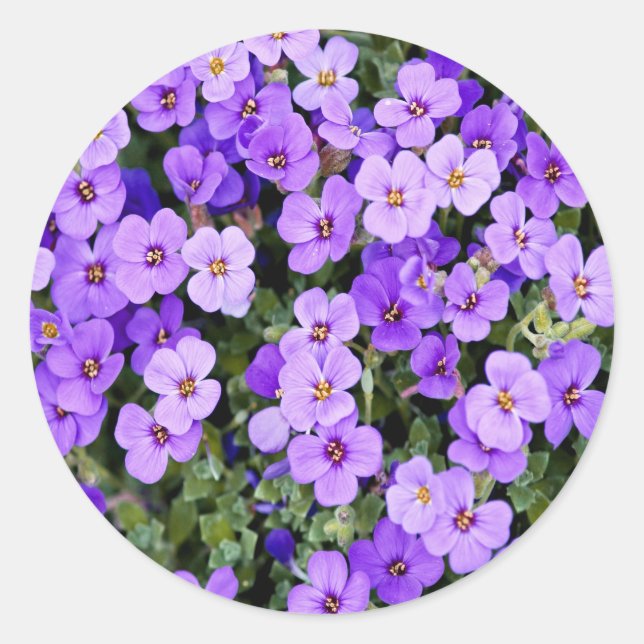 Adesivo Redondo Violetas (Frente)