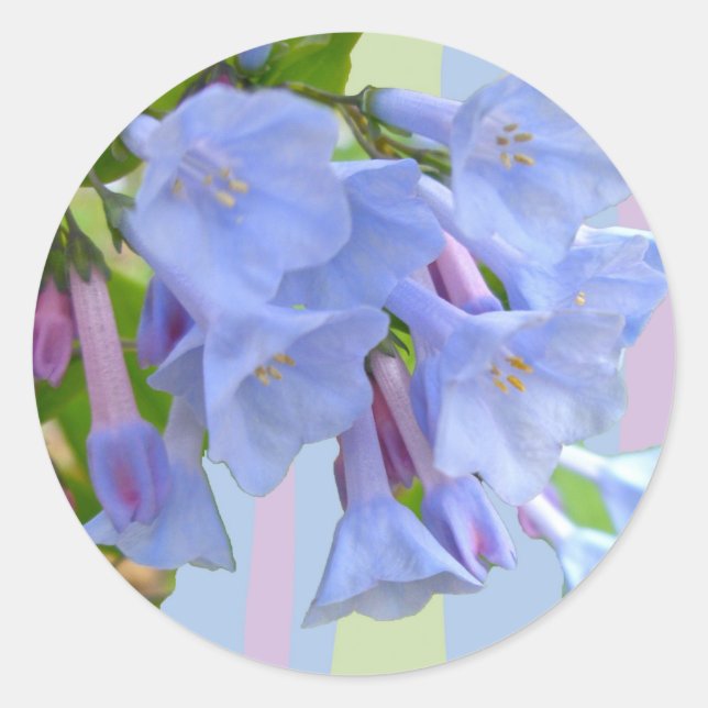Adesivo Redondo Virginia Bluebells Wildflower Sticker (Frente)