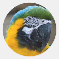 visão da cabeça de papagaio azul e dourado c