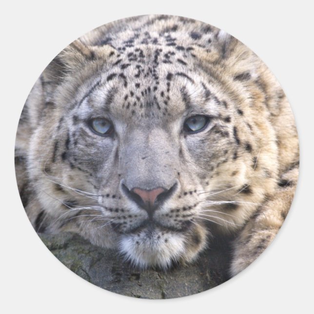 Adesivo Redondo Vishnu Snow Leopard Sticker (Frente)