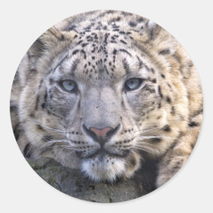 Adesivo Redondo Vishnu Snow Leopard Sticker