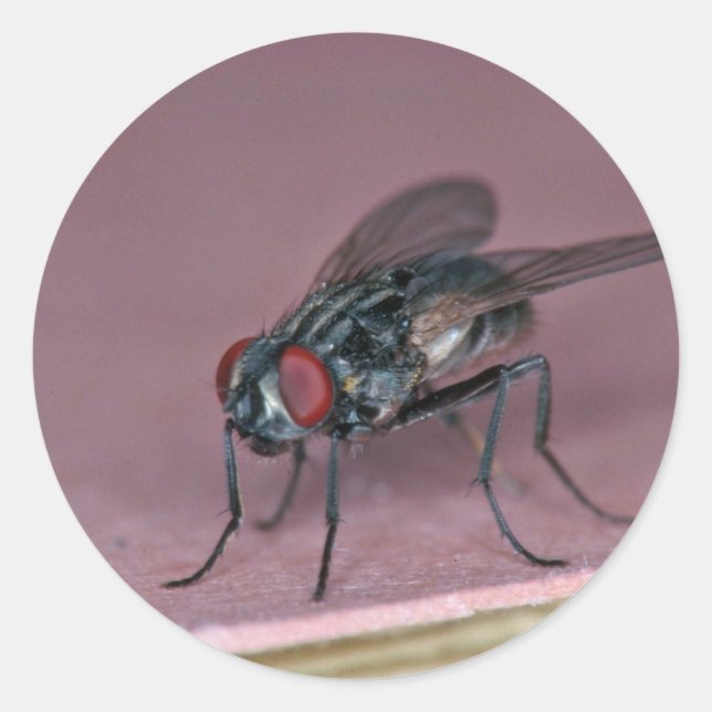 Adesivo Redondo Vista aproximada do inseto da mosca-da-casa (Frente)