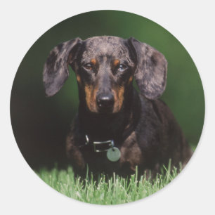 Adesivo Redondo Vista de Dachshund de cor malhada