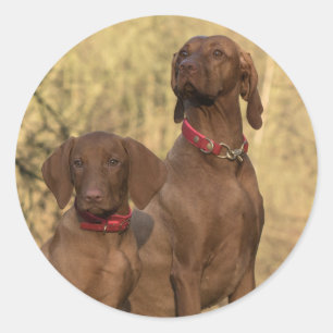 Adesivo Redondo Vizsla Hound Dogs - Caçadores -
