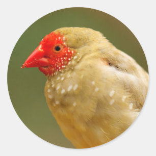 Adesivo Redondo Você é uma estrela! Finch