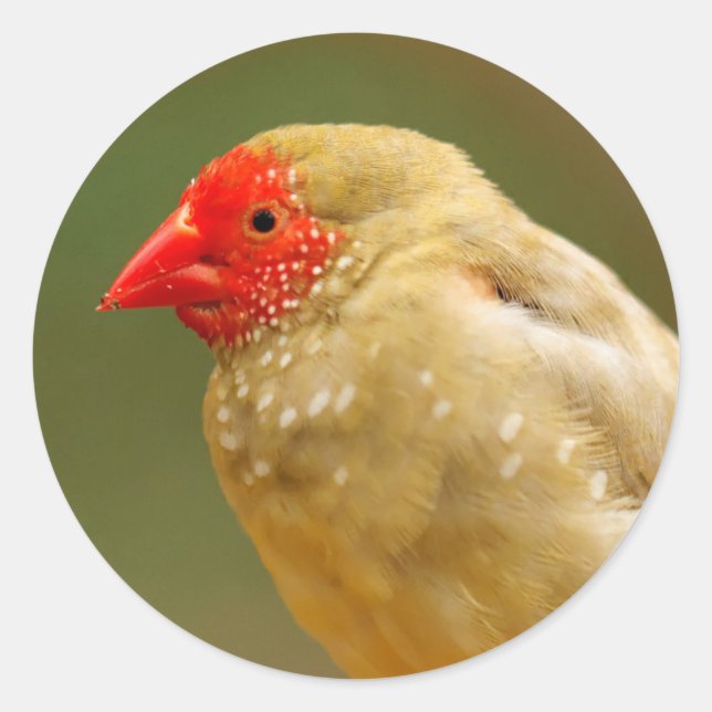 Adesivo Redondo Você é uma estrela! Finch (Frente)