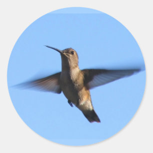 Adesivo Redondo vôo do colibri 3aJ em um céu azul
