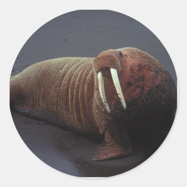 Adesivo Redondo Walrus Stickers (Frente)