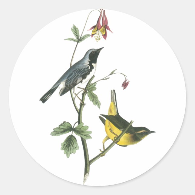 Adesivo Redondo Warbler Azul de Garganta Negra, John Audubon (Frente)