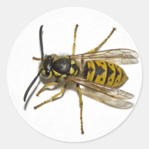 Adesivo Redondo Wasp