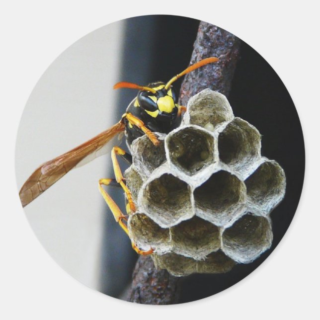 Adesivo Redondo Wasp Nest e Worker (Frente)