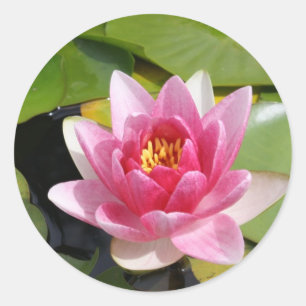 Adesivo Redondo Waterlily ensolarado
