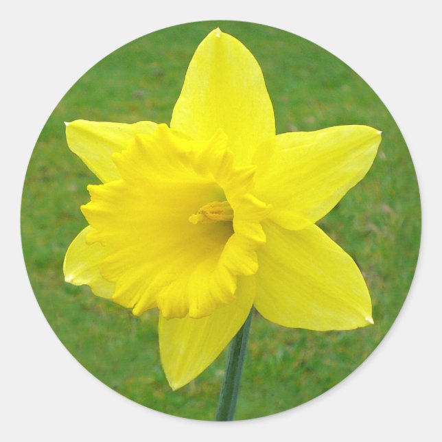Adesivo Redondo Welsh Daffodil (Frente)
