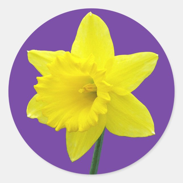 Adesivo Redondo Welsh Daffodil - II (Frente)
