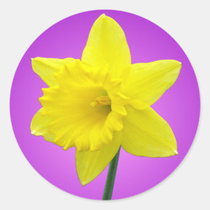 Adesivo Redondo Welsh Daffodil - III