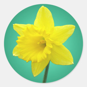 Adesivo Redondo Welsh Daffodil - IV