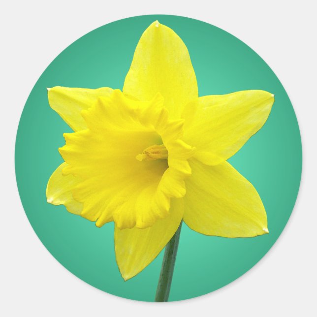 Adesivo Redondo Welsh Daffodil - IV (Frente)