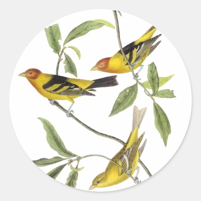 Adesivo Redondo Western Tanager - John James Audubon (Frente)