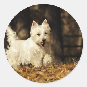 Adesivo Redondo Westie no movimento