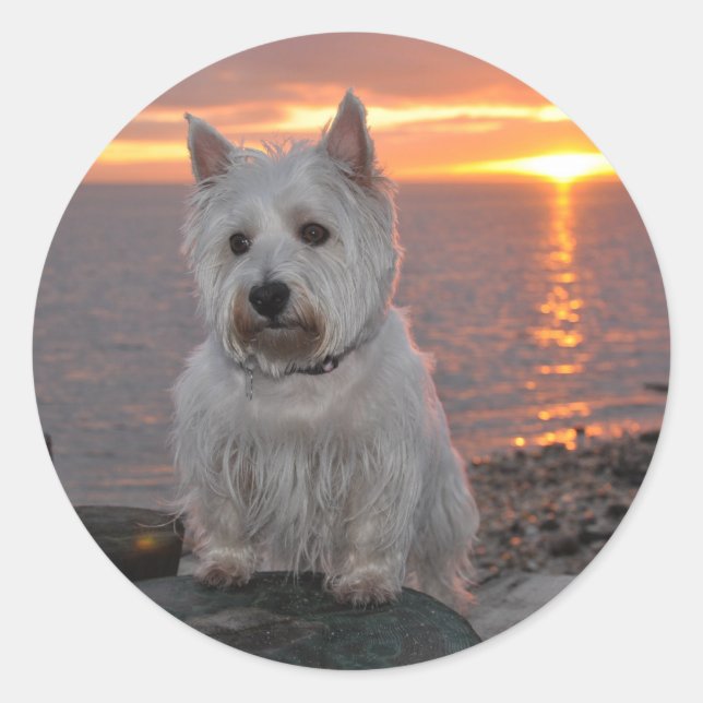 Adesivo Redondo Westie Sunset (Frente)