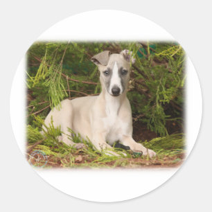 Adesivo Redondo Whippet 9Y563D-005