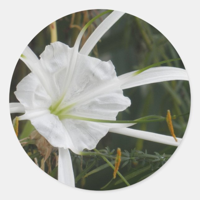 Adesivo Redondo White Beach Spider Lily Lily Lily Foto Flor (Frente)