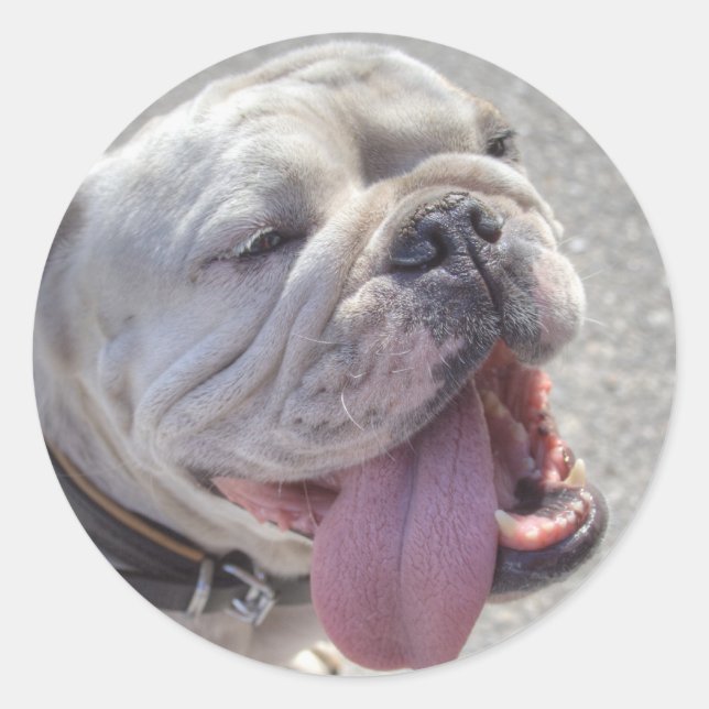 Adesivo Redondo White Buldog Feliz (Frente)