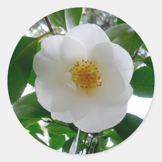 Adesivo Redondo White Camellia (Frente)