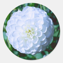 Adesivo Redondo White Dahlia Sticker