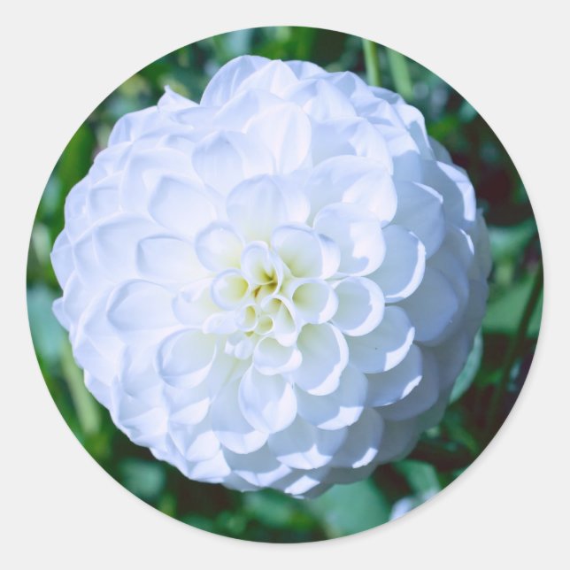 Adesivo Redondo White Dahlia Sticker (Frente)