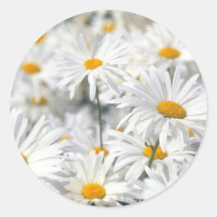 Adesivo Redondo White Daisies
