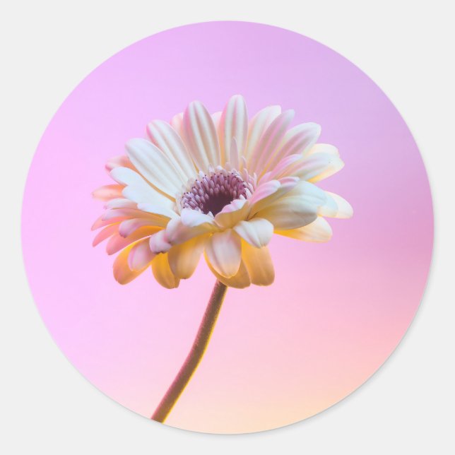 Adesivo Redondo White Gerbera Daisy Sticker (Frente)