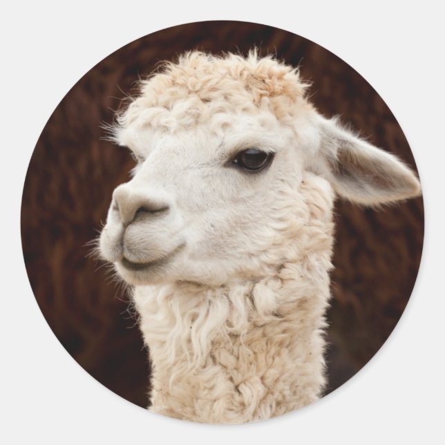 Adesivo Redondo White Llama (Frente)
