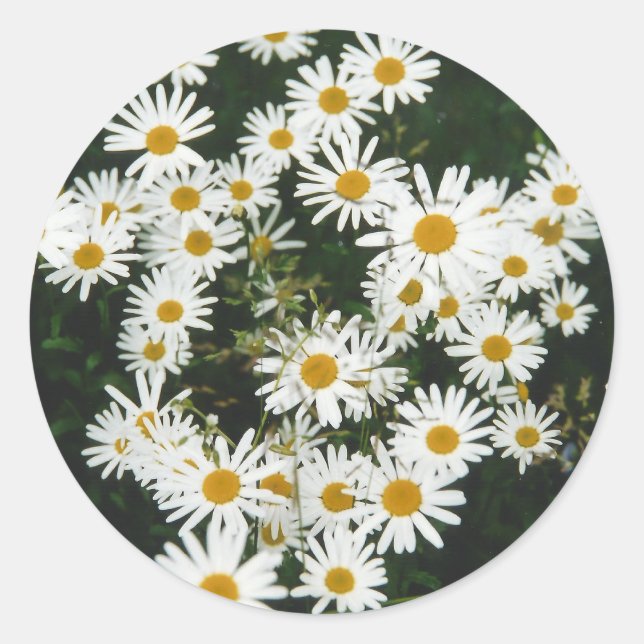 Adesivo Redondo White Oxeye Daisy Meadow (Frente)