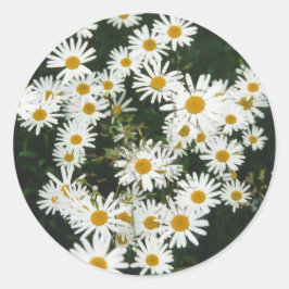 Adesivo Redondo White Oxeye Daisy Meadow