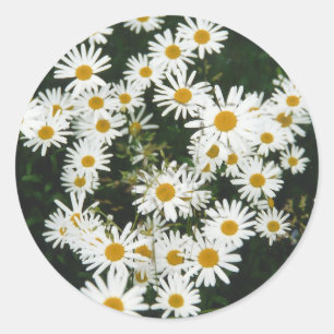 Adesivo Redondo White Oxeye Daisy Meadow