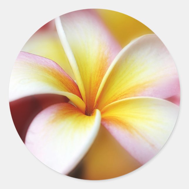 Adesivo Redondo White Plumeria Frangipani Hawaii Flor Havaiano (Frente)