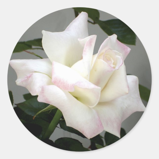 Adesivo Redondo White Rose Sticker (Frente)