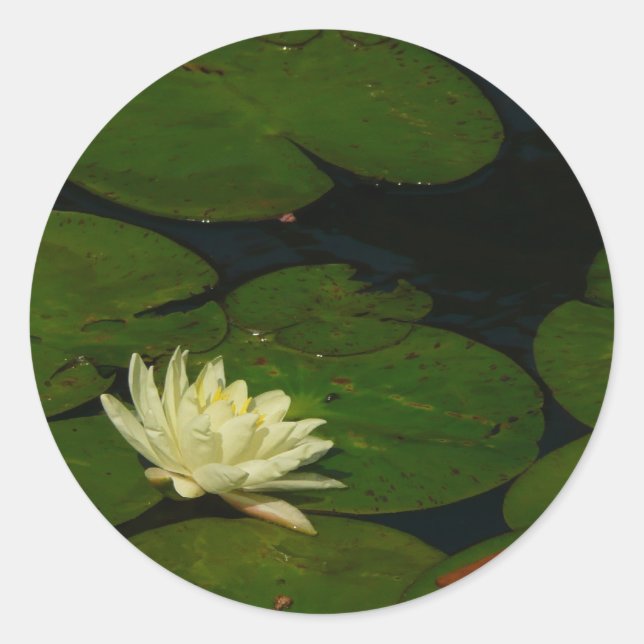 Adesivo Redondo White Waterlily I Peaceful Floral Fotografia (Frente)