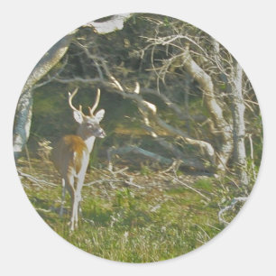 Adesivo Redondo Whitetail Deer Buck Stickers